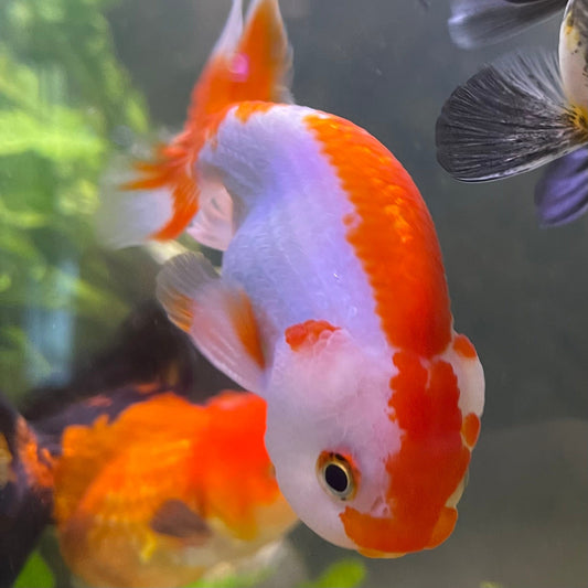 the-fish-farm Goldfish 10 cm Ranchu Goldfish - Red & white-One Only-2 Ranchu Goldfish - Red - The Fish Farm Australia