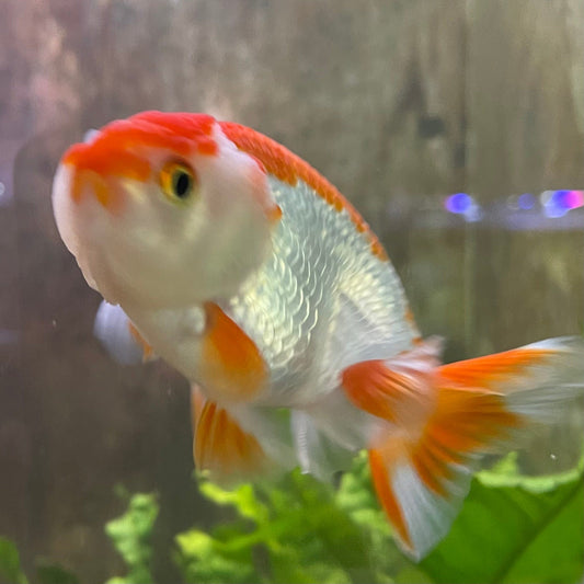 the-fish-farm Goldfish 10 cm Ranchu Goldfish - Red & white-One Only-2 Ranchu Goldfish - Red - The Fish Farm Australia