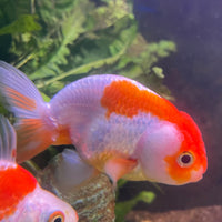 the-fish-farm Goldfish 10 cm Ranchu Goldfish - Red & white-One Only-2 Ranchu Goldfish - Red - The Fish Farm Australia