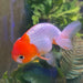 the-fish-farm Goldfish 10 cm Ranchu Goldfish - Red & white-One Only-2 Ranchu Goldfish - Red - The Fish Farm Australia
