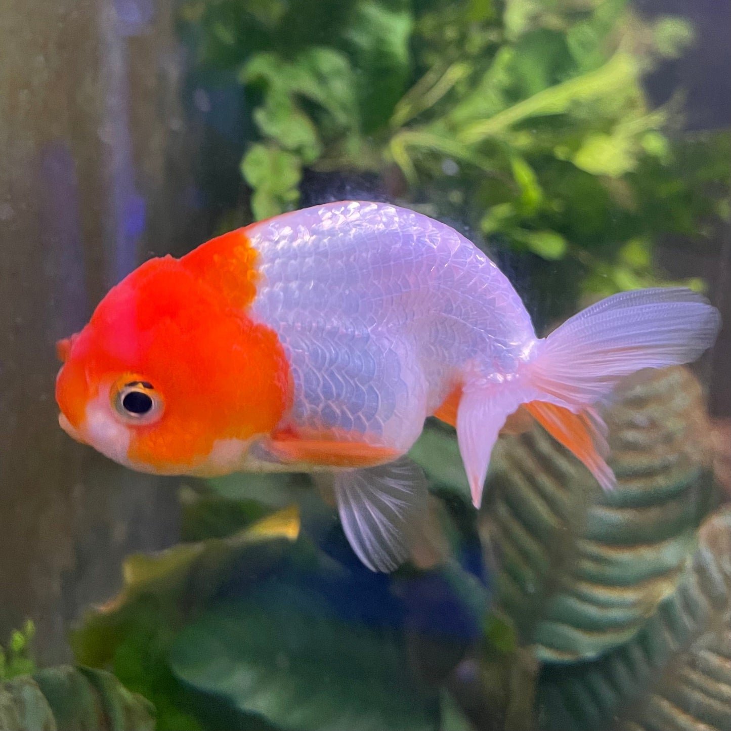 the-fish-farm Goldfish 10 cm Ranchu Goldfish - Red & white-One Only-2 Ranchu Goldfish - Red - The Fish Farm Australia