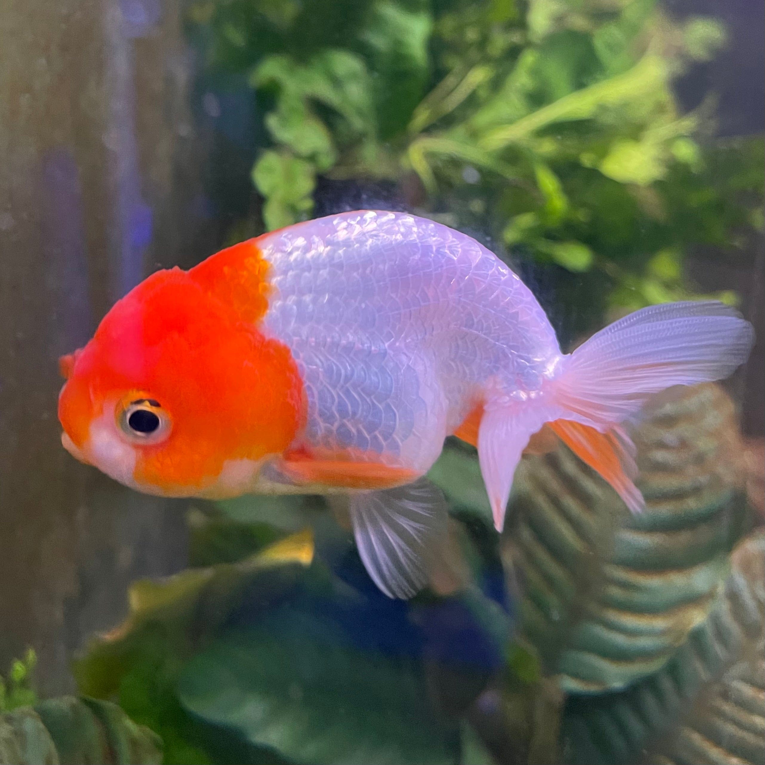 the-fish-farm Goldfish 10 cm Ranchu Goldfish - Red & white-One Only-2 Ranchu Goldfish - Red - The Fish Farm Australia