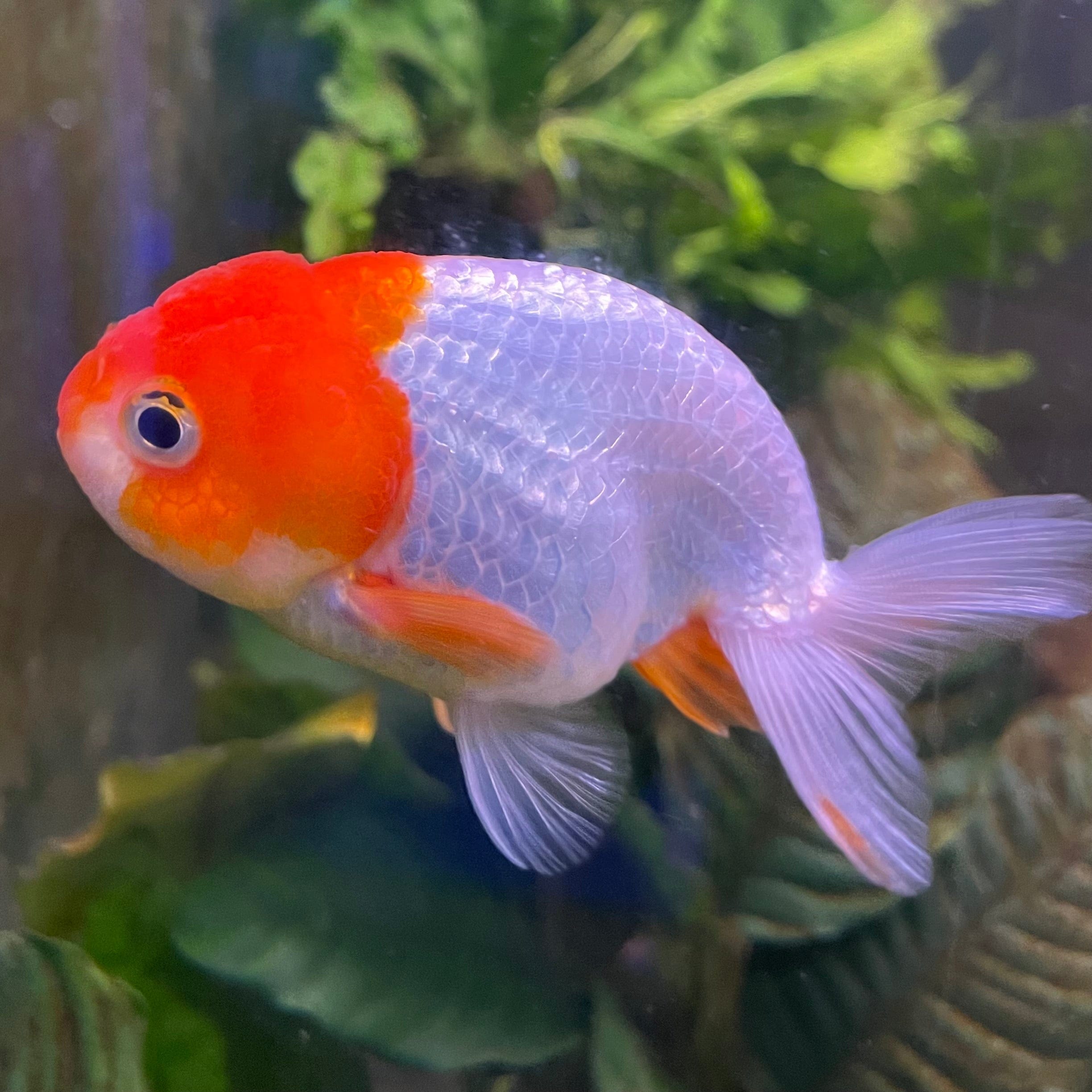 the-fish-farm Goldfish 10 cm Ranchu Goldfish - Red & white-One Only-2 Ranchu Goldfish - Red - The Fish Farm Australia