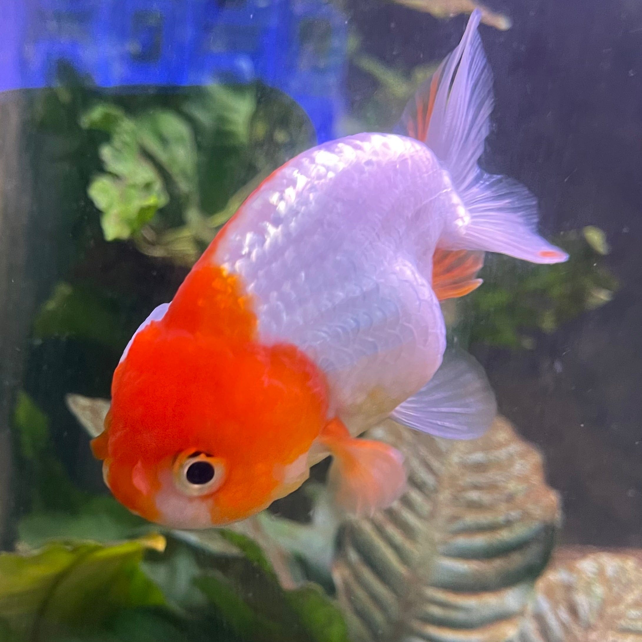 the-fish-farm Goldfish 10 cm Ranchu Goldfish - Red & white-One Only-2 Ranchu Goldfish - Red - The Fish Farm Australia