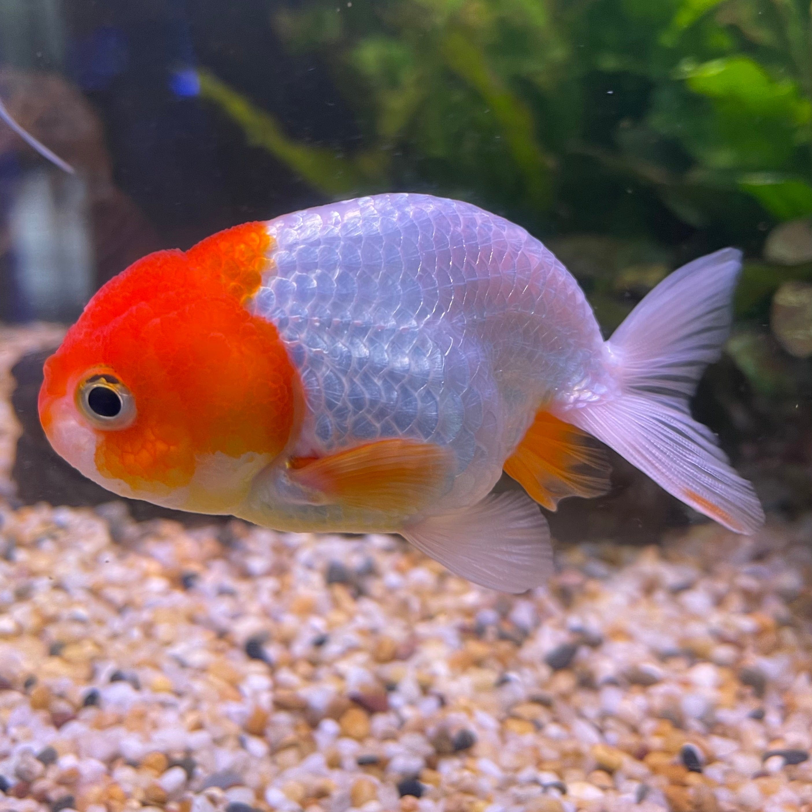 the-fish-farm Goldfish 10 cm Ranchu Goldfish - Red & white-One Only-2 Ranchu Goldfish - Red - The Fish Farm Australia