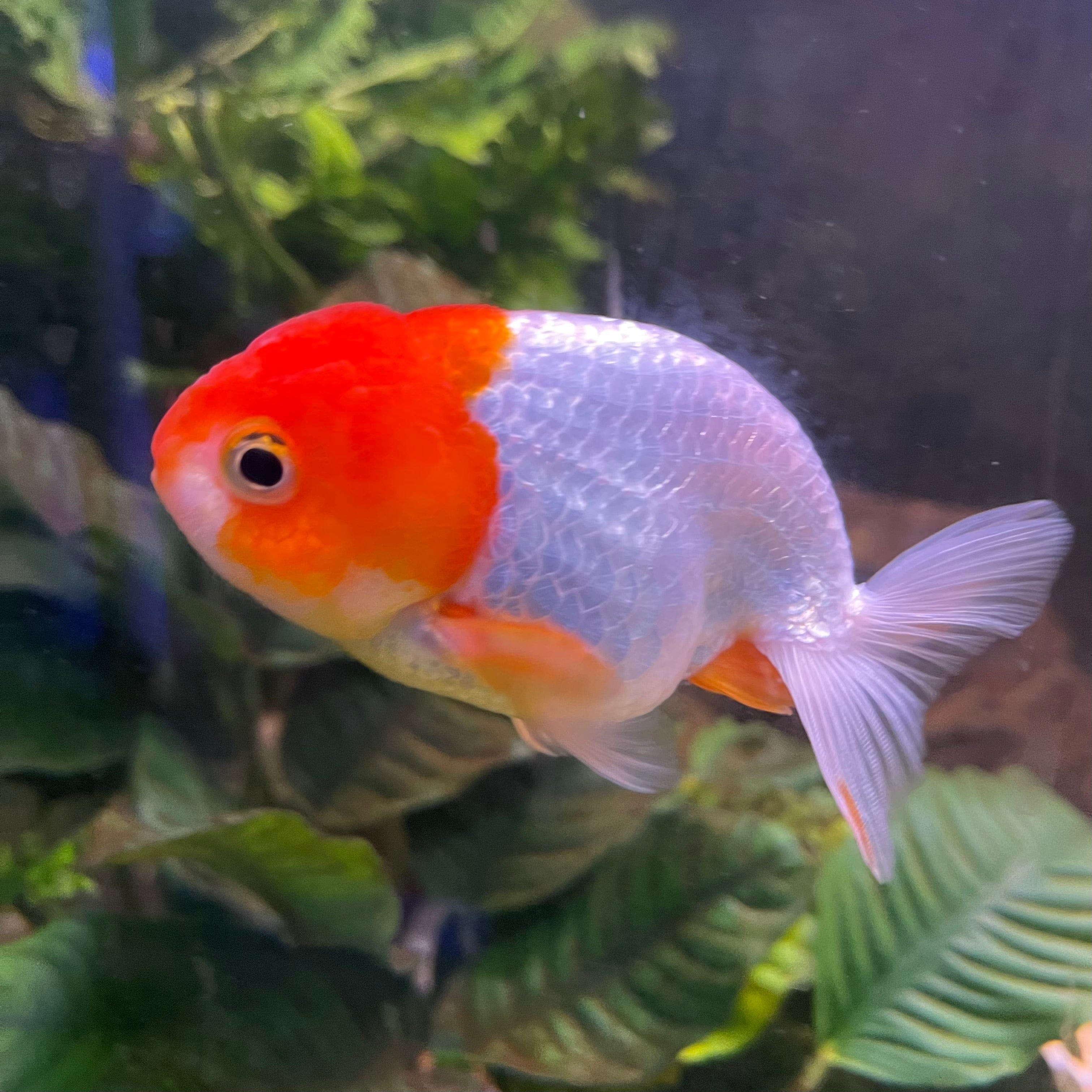 the-fish-farm Goldfish 10 cm Ranchu Goldfish - Red & white-One Only-2 Ranchu Goldfish - Red - The Fish Farm Australia