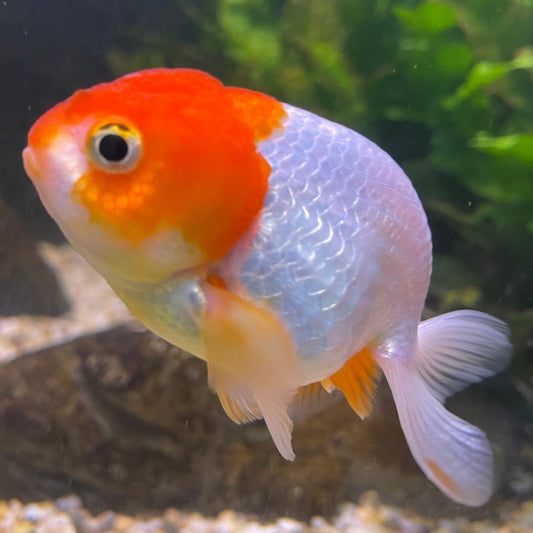 the-fish-farm Goldfish 10 cm Ranchu Goldfish - Red & white-One Only-2 Ranchu Goldfish - Red - The Fish Farm Australia