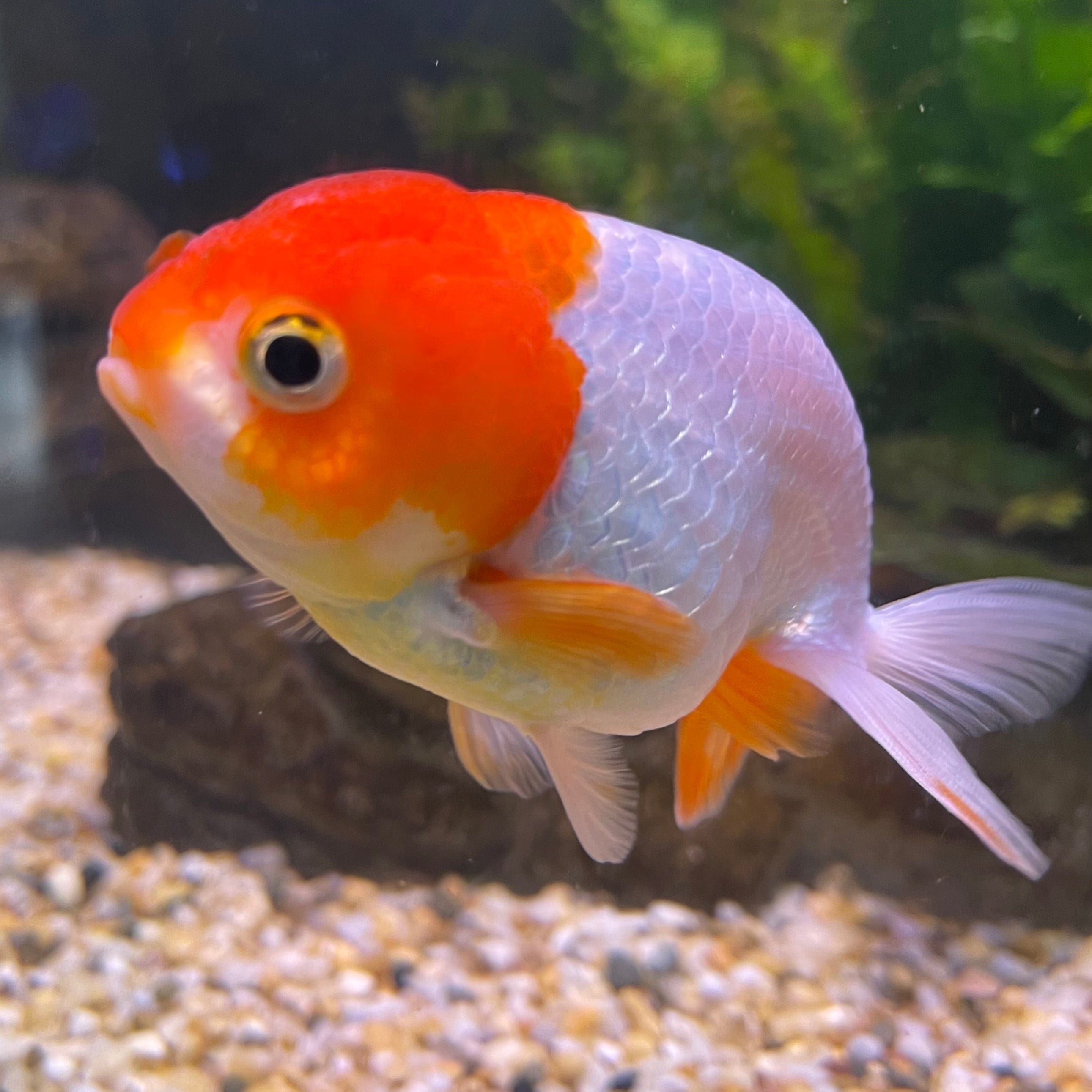 the-fish-farm Goldfish 10 cm Ranchu Goldfish - Red & white-One Only-2 Ranchu Goldfish - Red - The Fish Farm Australia