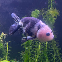 the-fish-farm Goldfish 10cm Ranchu Goldfish - Milk Cow Ranchu Goldfish - Milk Cow