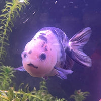 the-fish-farm Goldfish 10cm Ranchu Goldfish - Milk Cow Ranchu Goldfish - Milk Cow