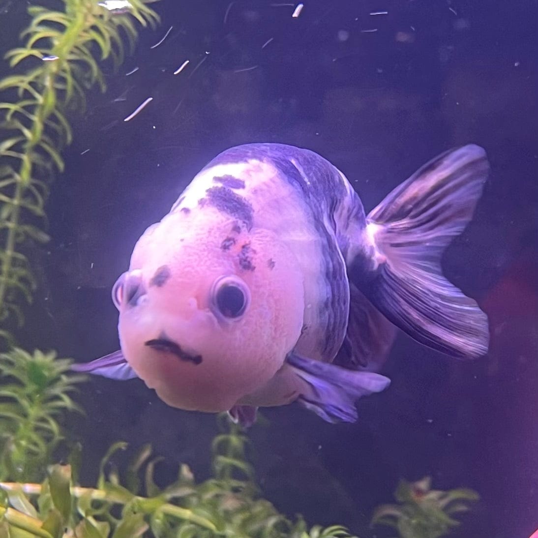 the-fish-farm Goldfish 10cm Ranchu Goldfish - Milk Cow Ranchu Goldfish - Milk Cow