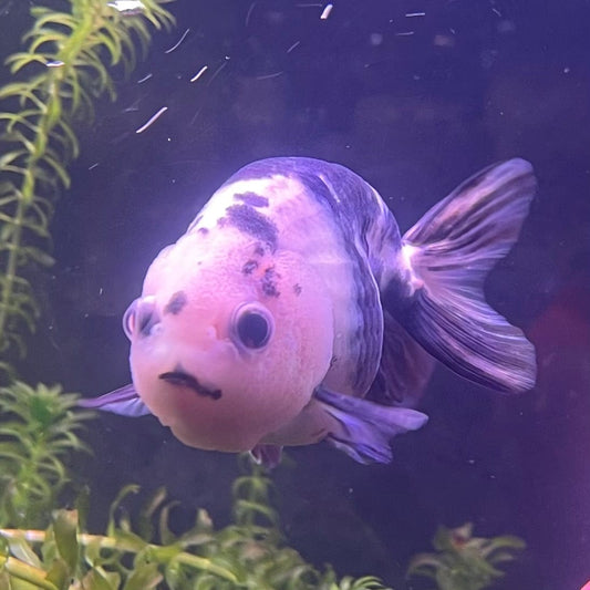 the-fish-farm Goldfish 10cm Ranchu Goldfish - Milk Cow Ranchu Goldfish - Milk Cow