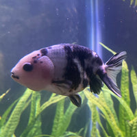 the-fish-farm Goldfish 10cm Ranchu Goldfish - Milk Cow Ranchu Goldfish - Milk Cow