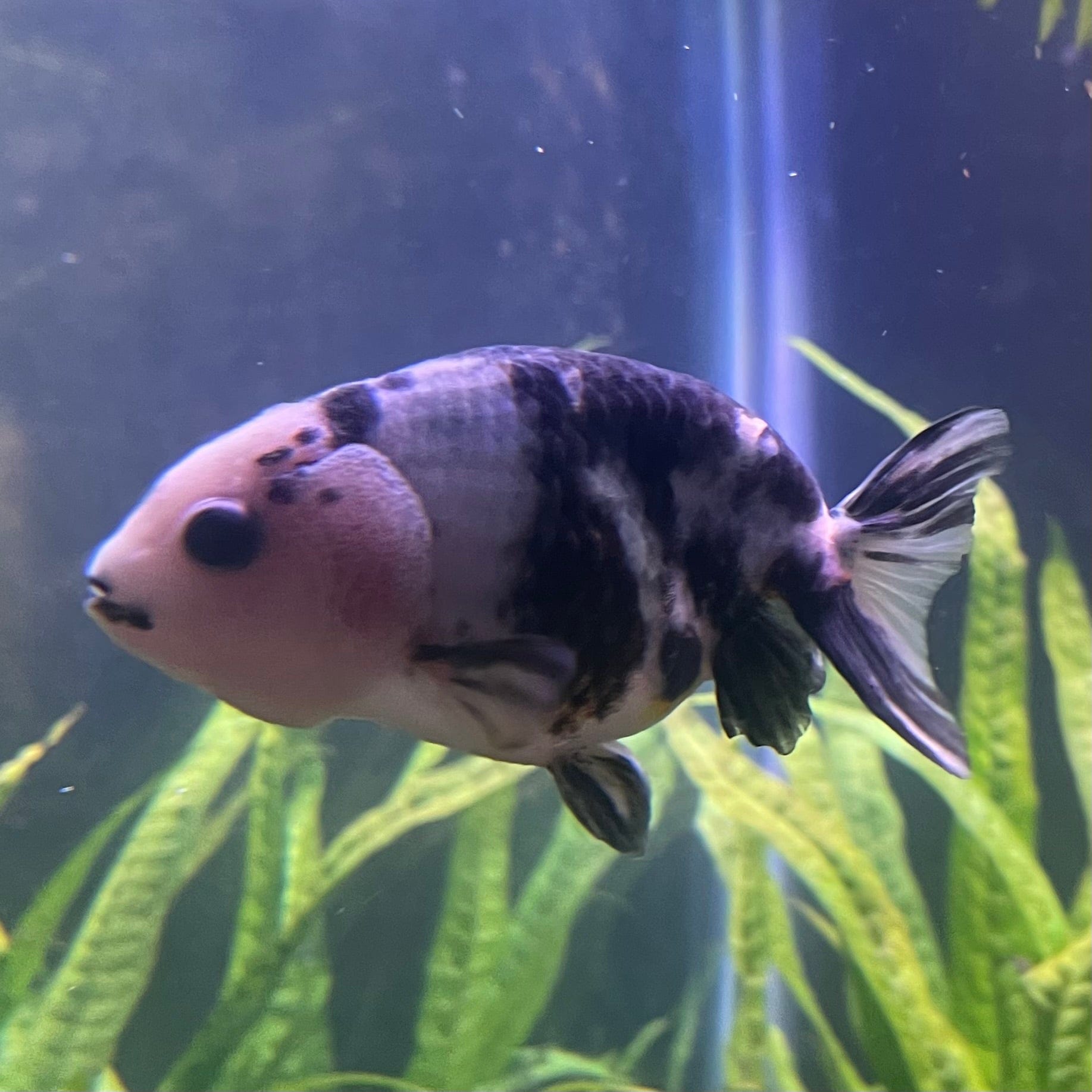 the-fish-farm Goldfish 10cm Ranchu Goldfish - Milk Cow Ranchu Goldfish - Milk Cow