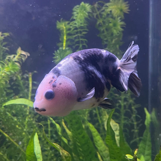 the-fish-farm Goldfish 10cm Ranchu Goldfish - Milk Cow Ranchu Goldfish - Milk Cow