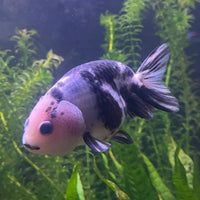 the-fish-farm Goldfish 10cm Ranchu Goldfish - Milk Cow Ranchu Goldfish - Milk Cow