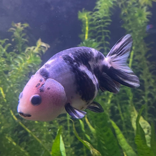 the-fish-farm Goldfish 10cm Ranchu Goldfish - Milk Cow Ranchu Goldfish - Milk Cow