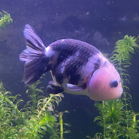 the-fish-farm Goldfish 10cm Ranchu Goldfish - Milk Cow Ranchu Goldfish - Milk Cow