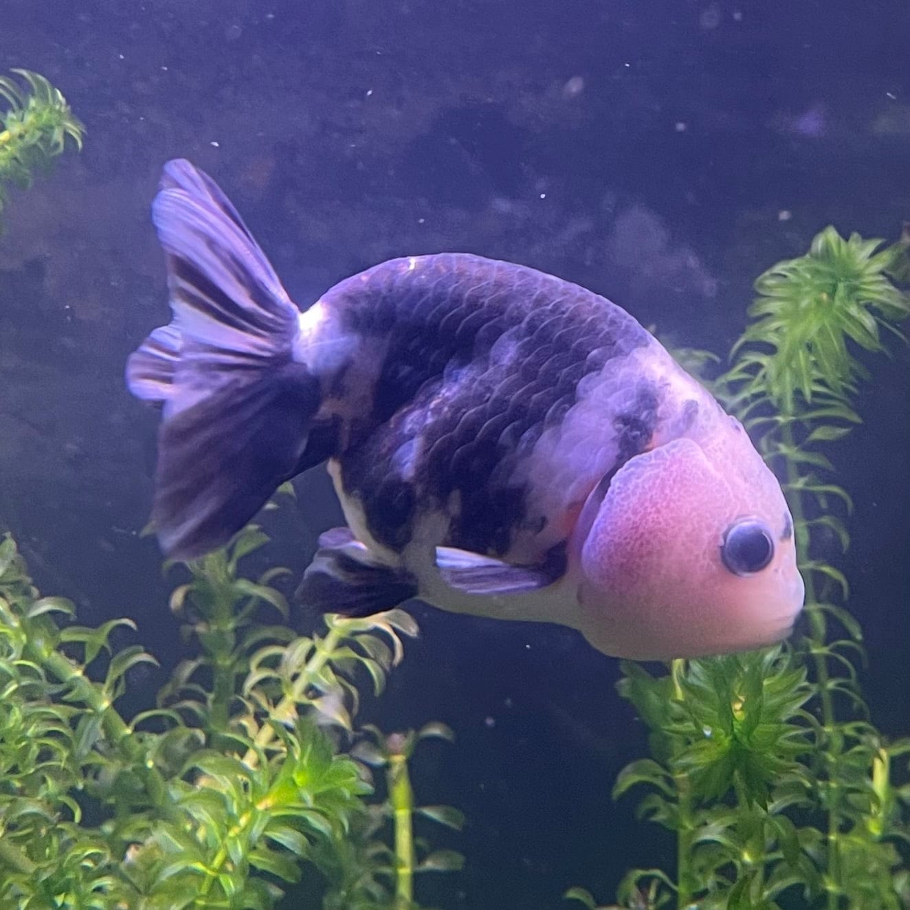 the-fish-farm Goldfish 10cm Ranchu Goldfish - Milk Cow Ranchu Goldfish - Milk Cow