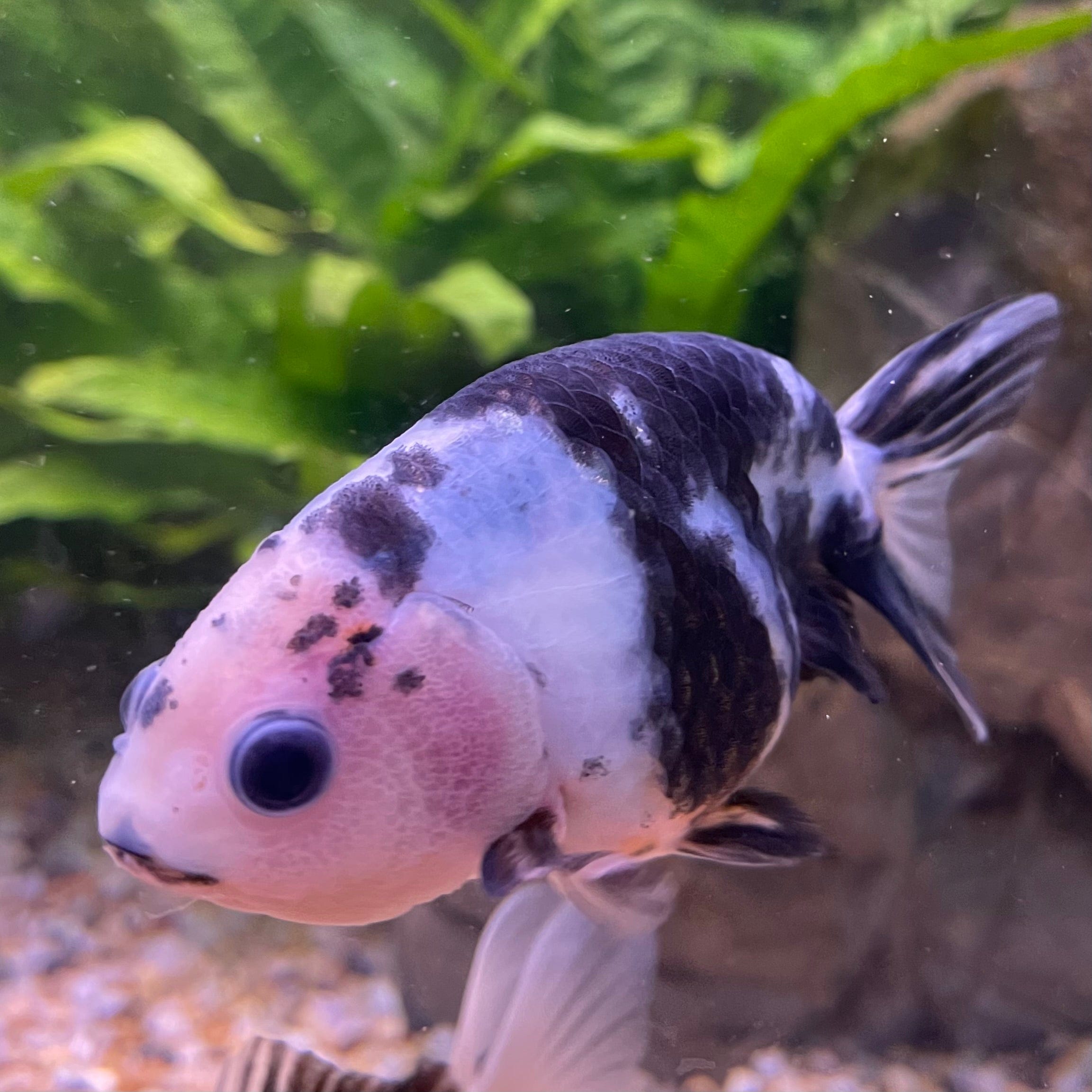 the-fish-farm Goldfish 10cm Ranchu Goldfish - Milk Cow one only - 1 Ranchu Goldfish - Milk Cow one only - 1