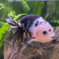 the-fish-farm Goldfish 10cm Ranchu Goldfish - Milk Cow one only - 1 Ranchu Goldfish - Milk Cow one only - 1