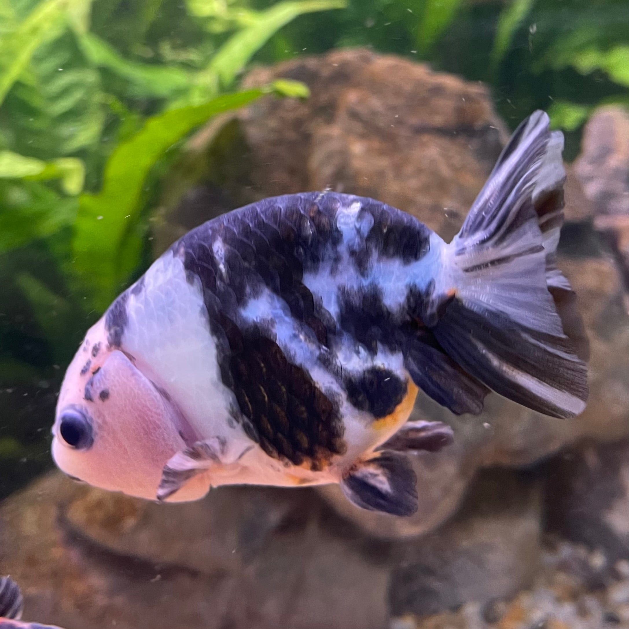 the-fish-farm Goldfish 10cm Ranchu Goldfish - Milk Cow one only - 1 Ranchu Goldfish - Milk Cow one only - 1