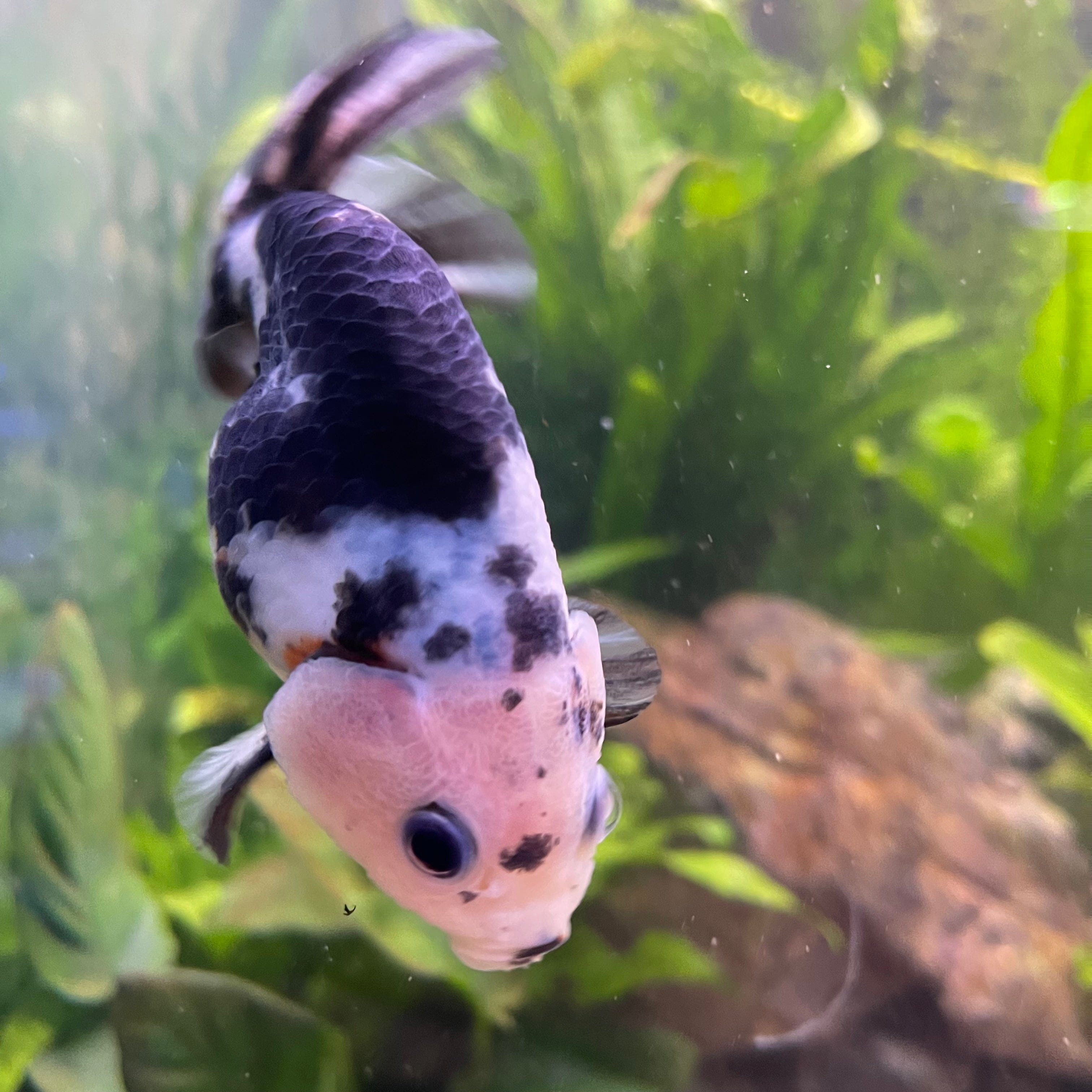 the-fish-farm Goldfish 10cm Ranchu Goldfish - Milk Cow one only - 1 Ranchu Goldfish - Milk Cow one only - 1