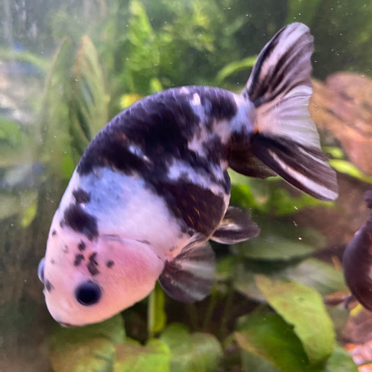 the-fish-farm Goldfish 10cm Ranchu Goldfish - Milk Cow one only - 1 Ranchu Goldfish - Milk Cow one only - 1