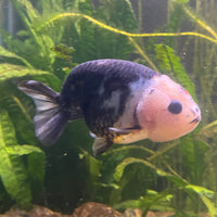 the-fish-farm Goldfish 10cm Ranchu Goldfish - Milk Cow one only - 1 Ranchu Goldfish - Milk Cow one only - 1