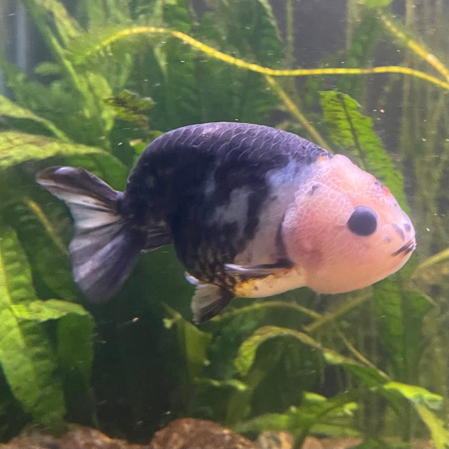 the-fish-farm Goldfish 10cm Ranchu Goldfish - Milk Cow one only - 1 Ranchu Goldfish - Milk Cow one only - 1