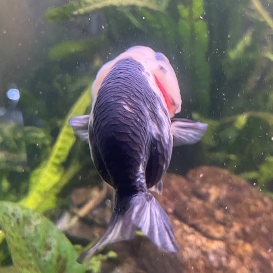 the-fish-farm Goldfish 10cm Ranchu Goldfish - Milk Cow one only - 1 Ranchu Goldfish - Milk Cow one only - 1