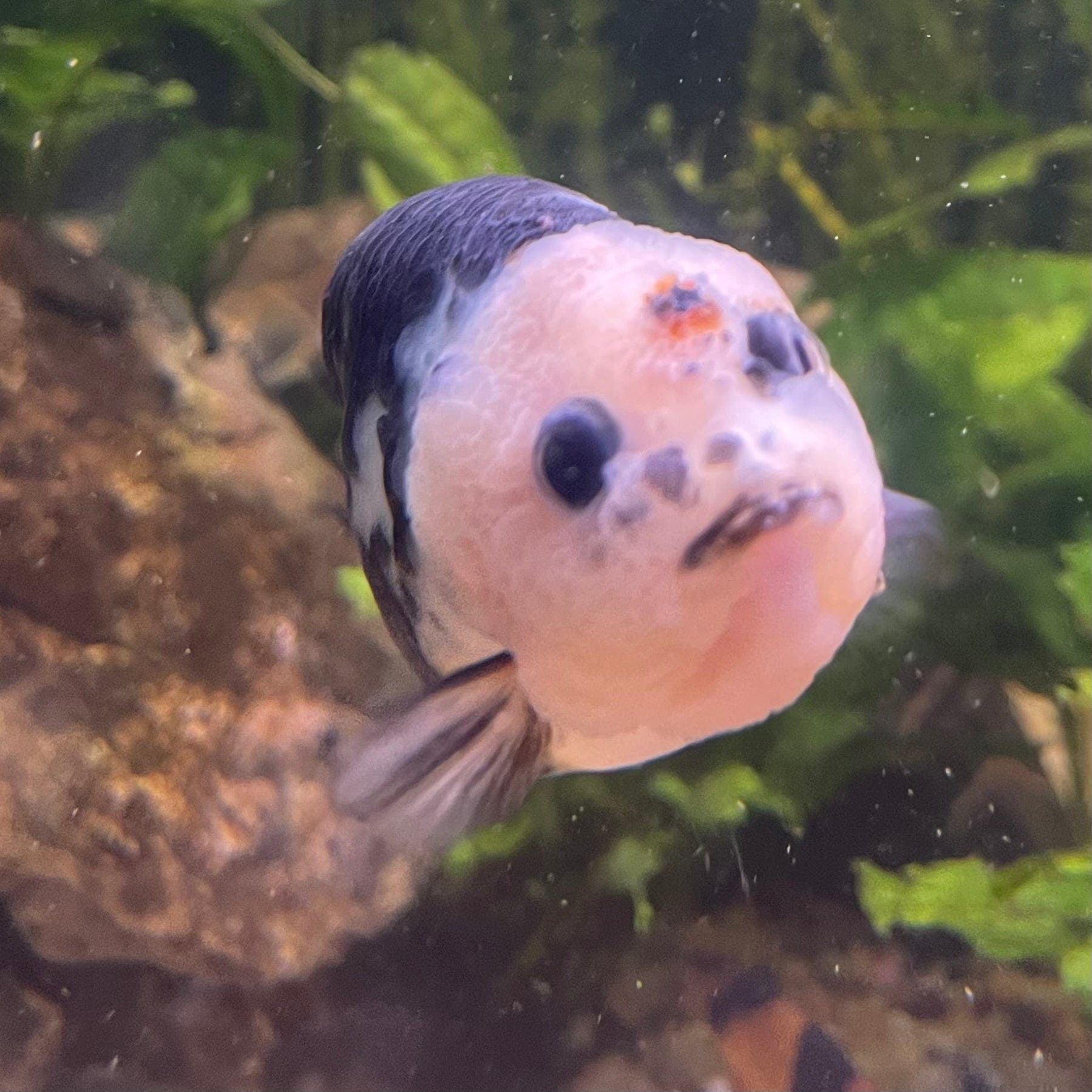 the-fish-farm Goldfish 10cm Ranchu Goldfish - Milk Cow one only - 1 Ranchu Goldfish - Milk Cow one only - 1