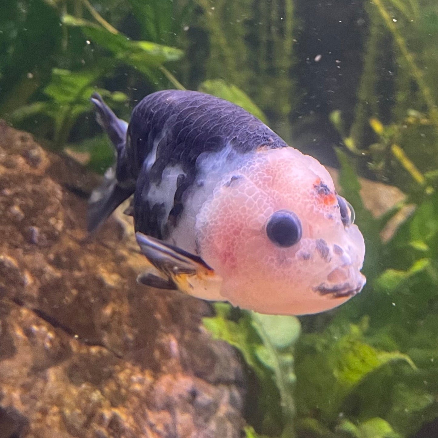 the-fish-farm Goldfish 10cm Ranchu Goldfish - Milk Cow one only - 1 Ranchu Goldfish - Milk Cow one only - 1