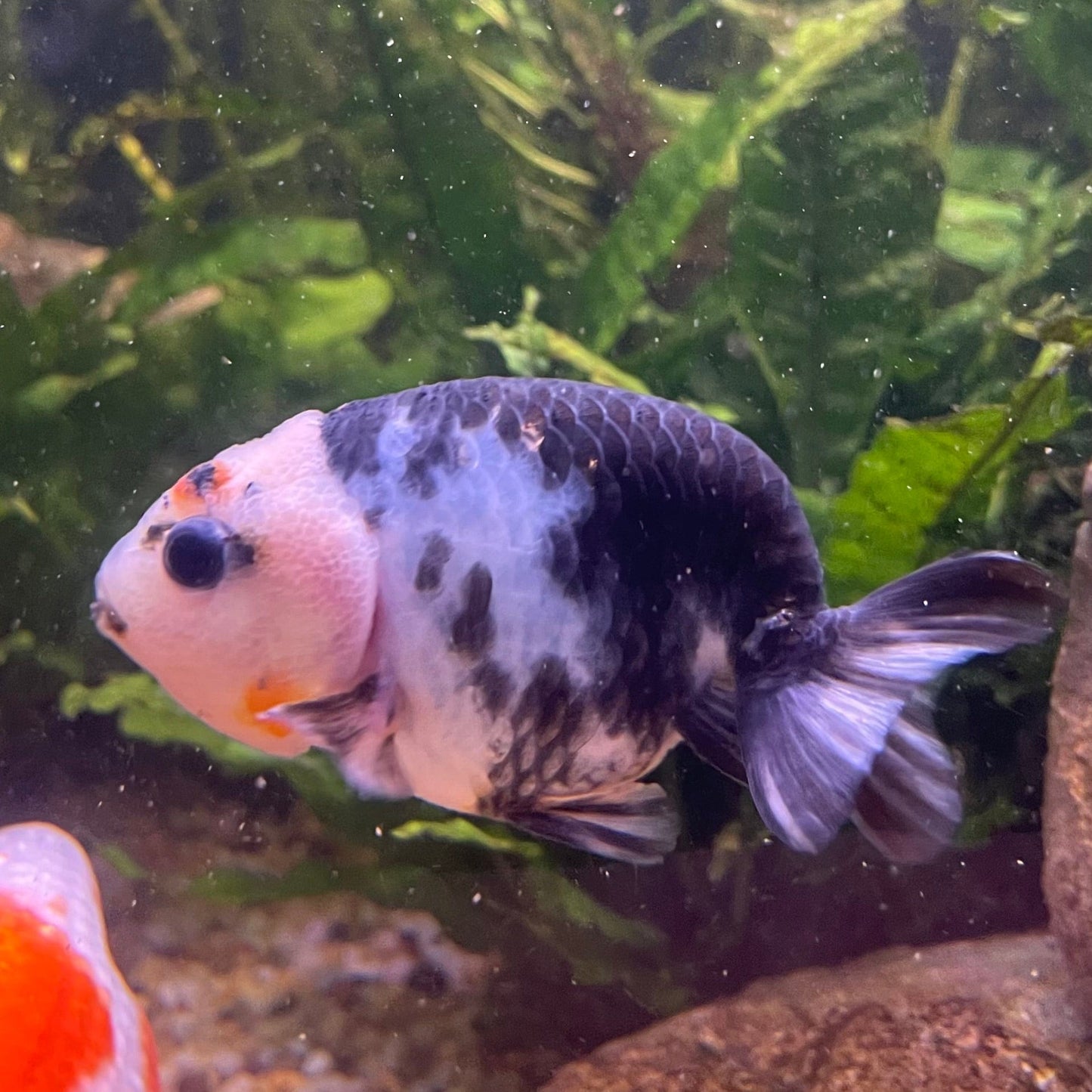 the-fish-farm Goldfish 10cm Ranchu Goldfish - Milk Cow one only - 1 Ranchu Goldfish - Milk Cow one only - 1