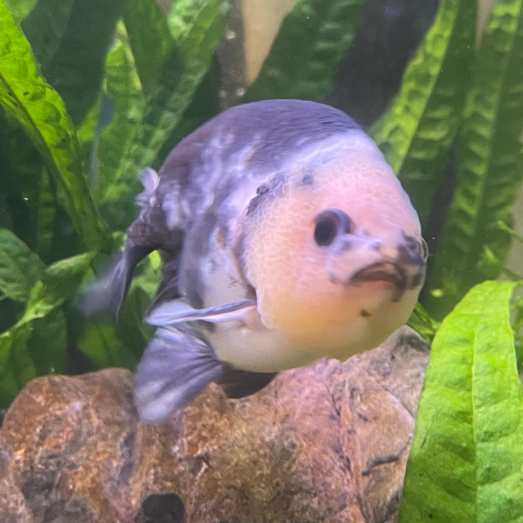 the-fish-farm Goldfish 10cm Ranchu Goldfish - Milk Cow one only - 2 Ranchu Goldfish - Milk Cow one only - 2