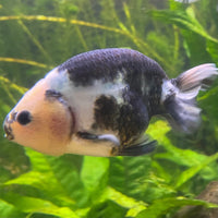 the-fish-farm Goldfish 10cm Ranchu Goldfish - Milk Cow one only - 2 Ranchu Goldfish - Milk Cow one only - 2