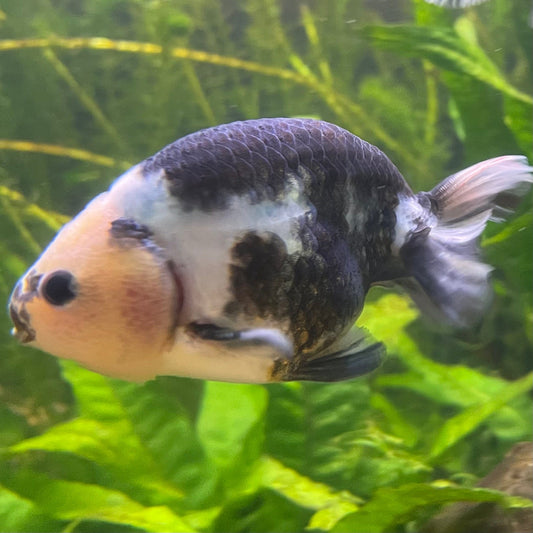 the-fish-farm Goldfish 10cm Ranchu Goldfish - Milk Cow one only - 2 Ranchu Goldfish - Milk Cow one only - 2