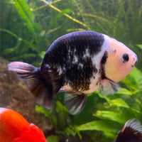 the-fish-farm Goldfish 10cm Ranchu Goldfish - Milk Cow one only - 2 Ranchu Goldfish - Milk Cow one only - 2