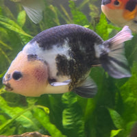 the-fish-farm Goldfish 10cm Ranchu Goldfish - Milk Cow one only - 2 Ranchu Goldfish - Milk Cow one only - 2