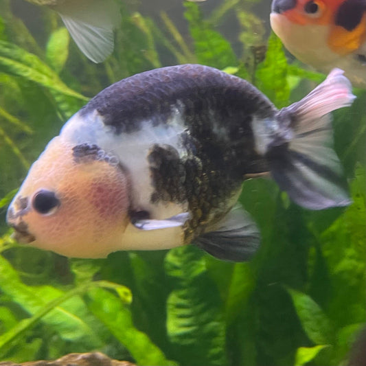 the-fish-farm Goldfish 10cm Ranchu Goldfish - Milk Cow one only - 2 Ranchu Goldfish - Milk Cow one only - 2