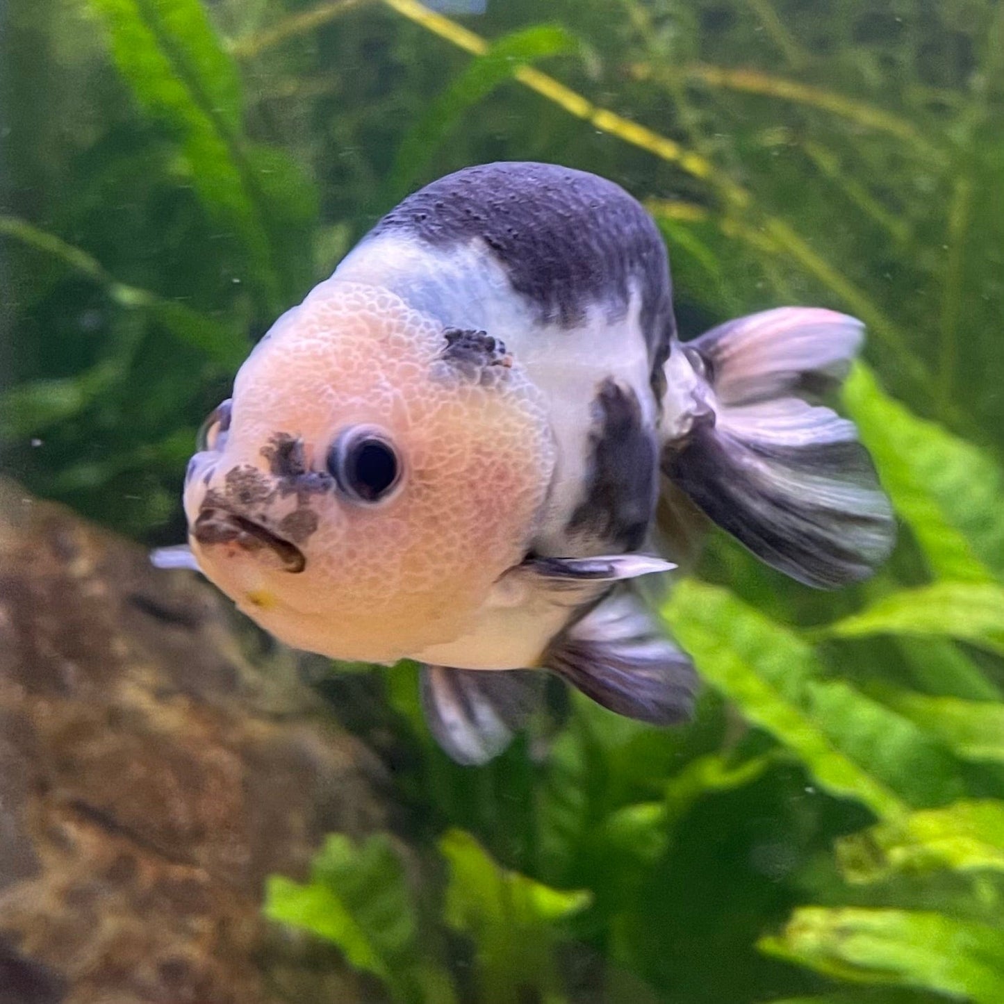 the-fish-farm Goldfish 10cm Ranchu Goldfish - Milk Cow one only - 2 Ranchu Goldfish - Milk Cow one only - 2