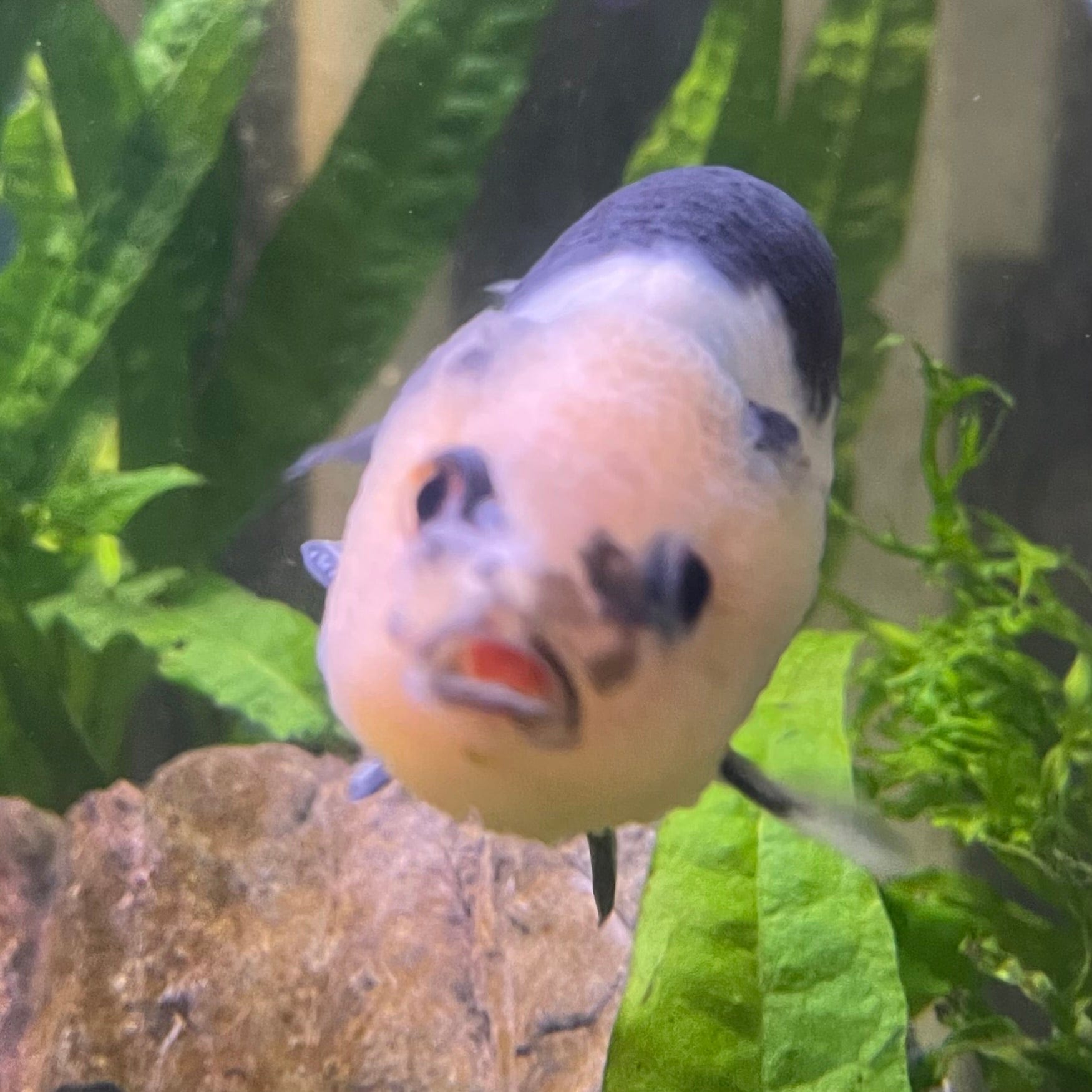 the-fish-farm Goldfish 10cm Ranchu Goldfish - Milk Cow one only - 2 Ranchu Goldfish - Milk Cow one only - 2