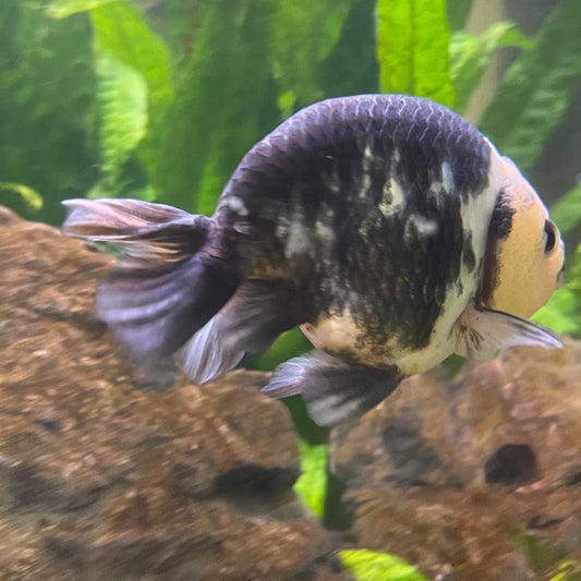 the-fish-farm Goldfish 10cm Ranchu Goldfish - Milk Cow one only - 2 Ranchu Goldfish - Milk Cow one only - 2