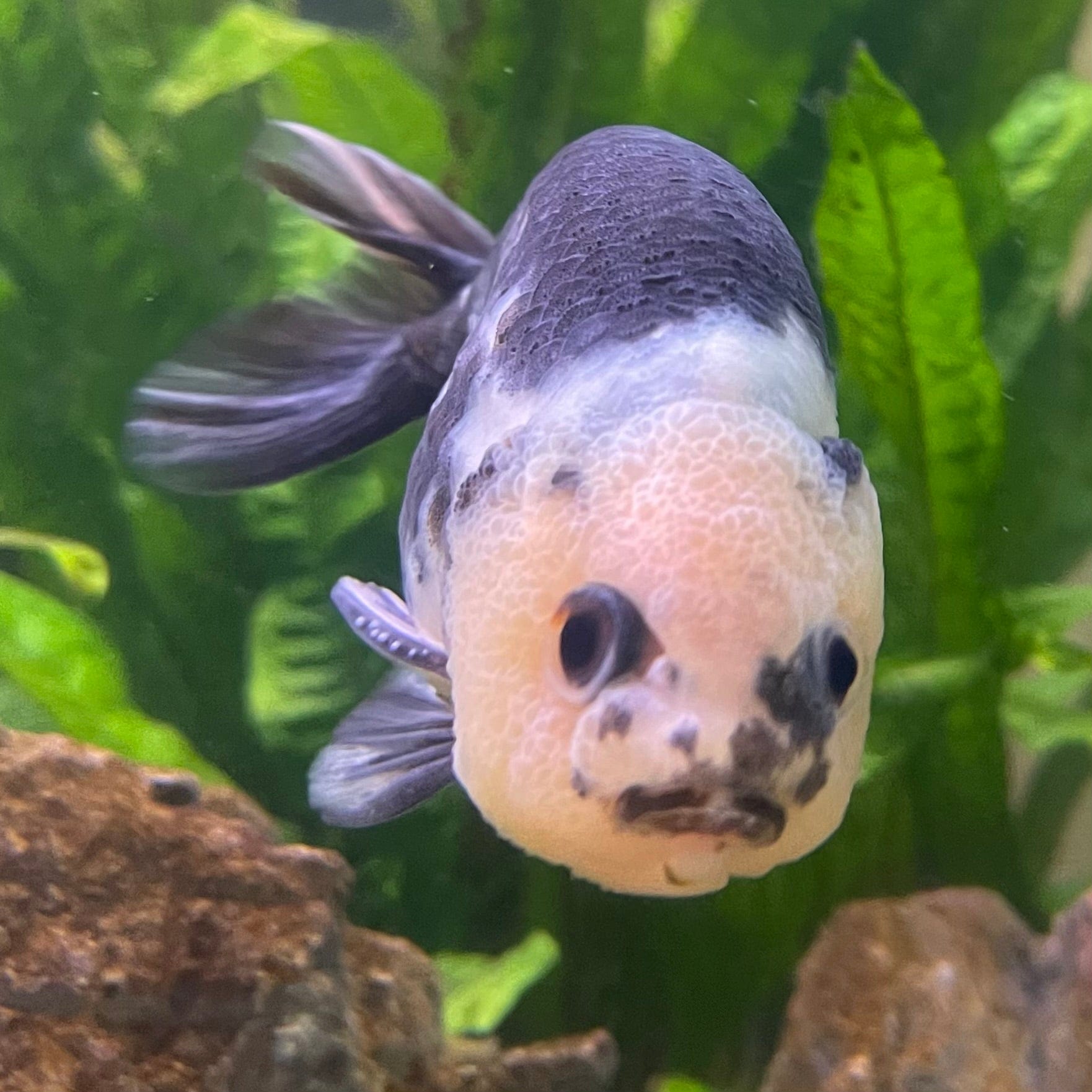 the-fish-farm Goldfish 10cm Ranchu Goldfish - Milk Cow one only - 2 Ranchu Goldfish - Milk Cow one only - 2