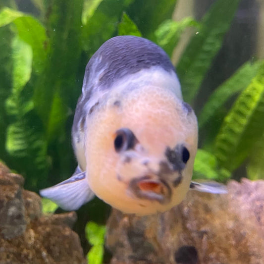 the-fish-farm Goldfish 10cm Ranchu Goldfish - Milk Cow one only - 2 Ranchu Goldfish - Milk Cow one only - 2