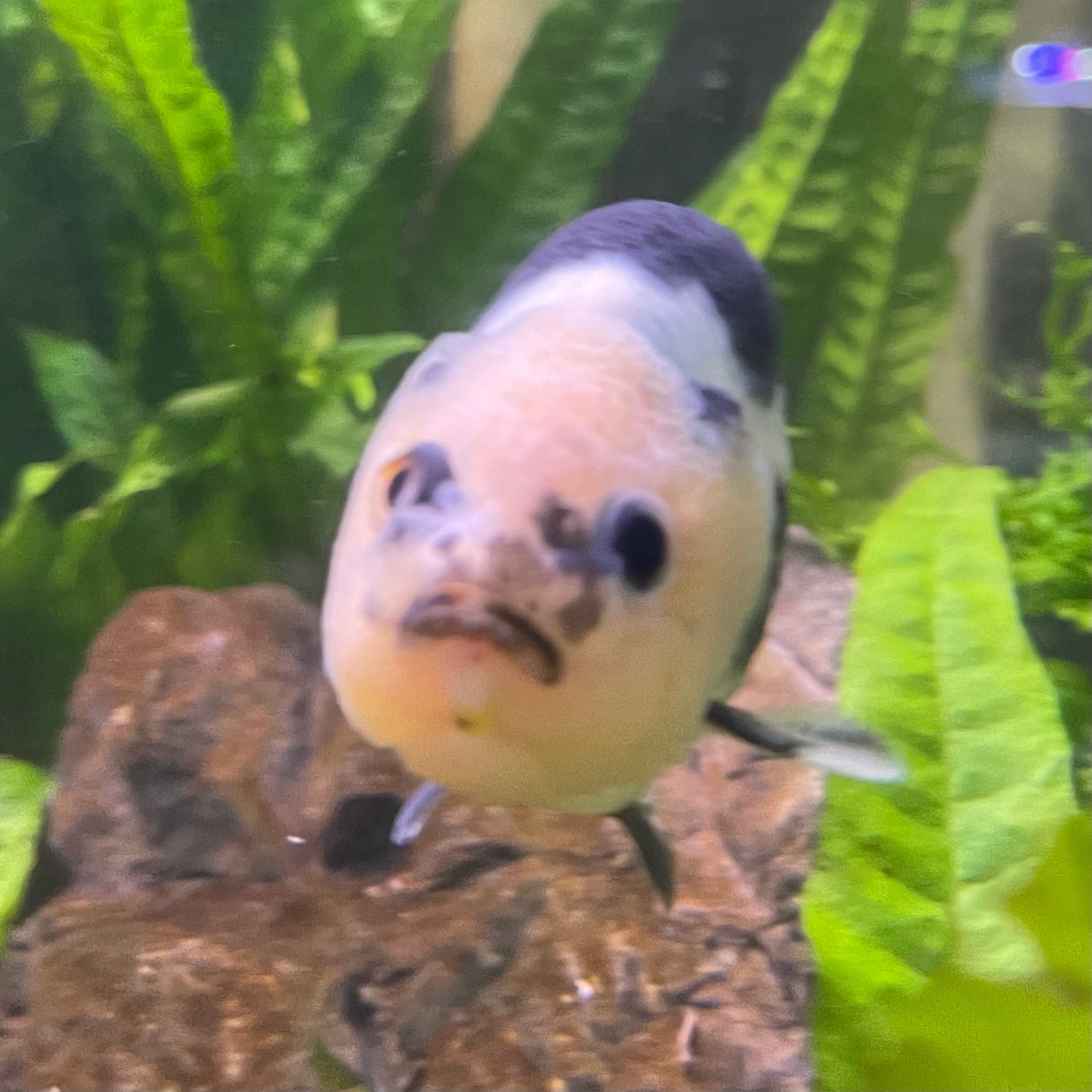 the-fish-farm Goldfish 10cm Ranchu Goldfish - Milk Cow one only - 2 Ranchu Goldfish - Milk Cow one only - 2