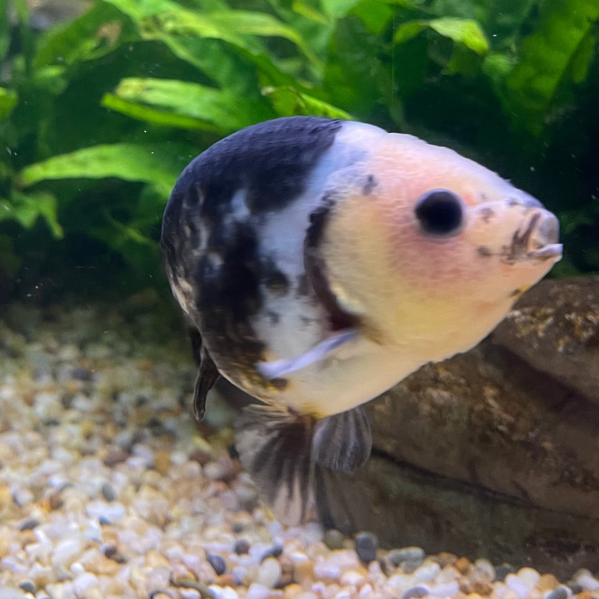 the-fish-farm Goldfish 10cm Ranchu Goldfish - Milk Cow one only - 2 Ranchu Goldfish - Milk Cow one only - 2