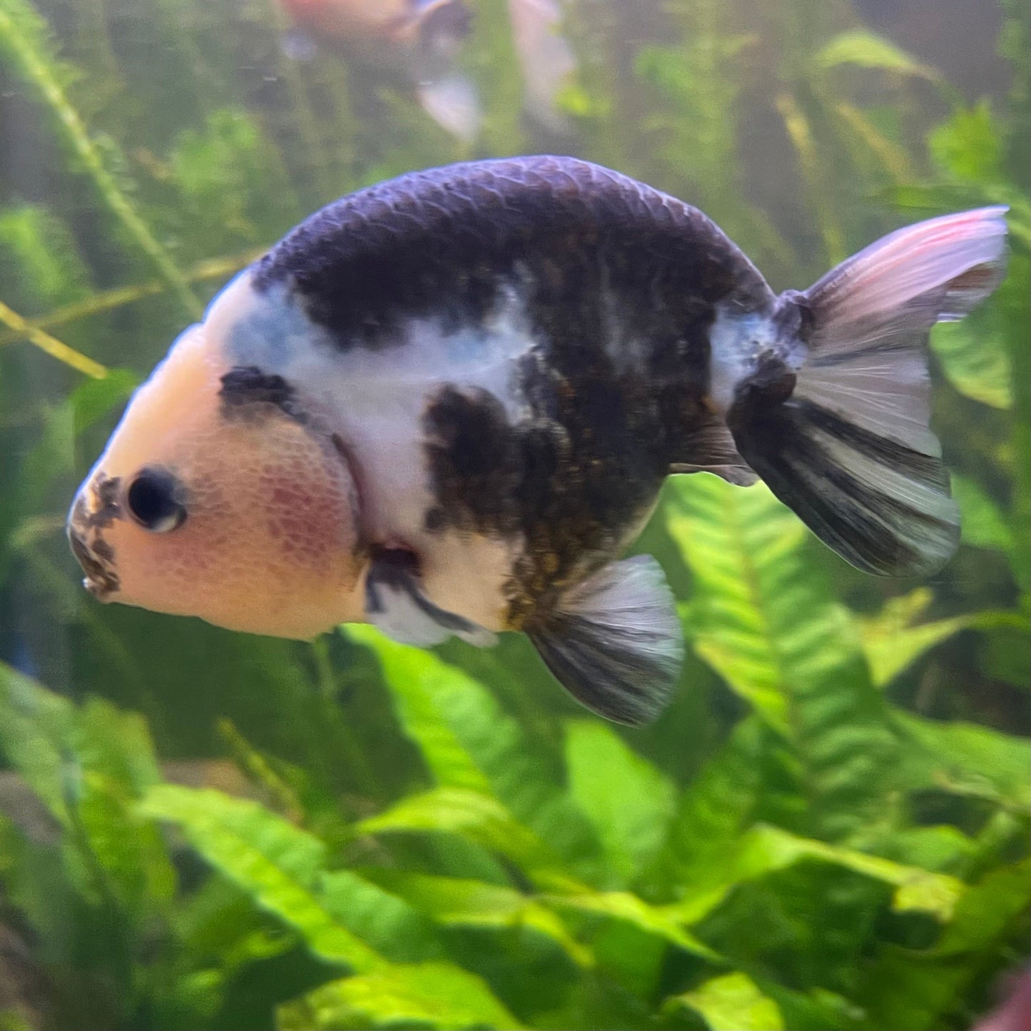 the-fish-farm Goldfish 10cm Ranchu Goldfish - Milk Cow one only - 2 Ranchu Goldfish - Milk Cow one only - 2