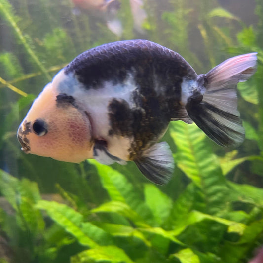 the-fish-farm Goldfish 10cm Ranchu Goldfish - Milk Cow one only - 2 Ranchu Goldfish - Milk Cow one only - 2