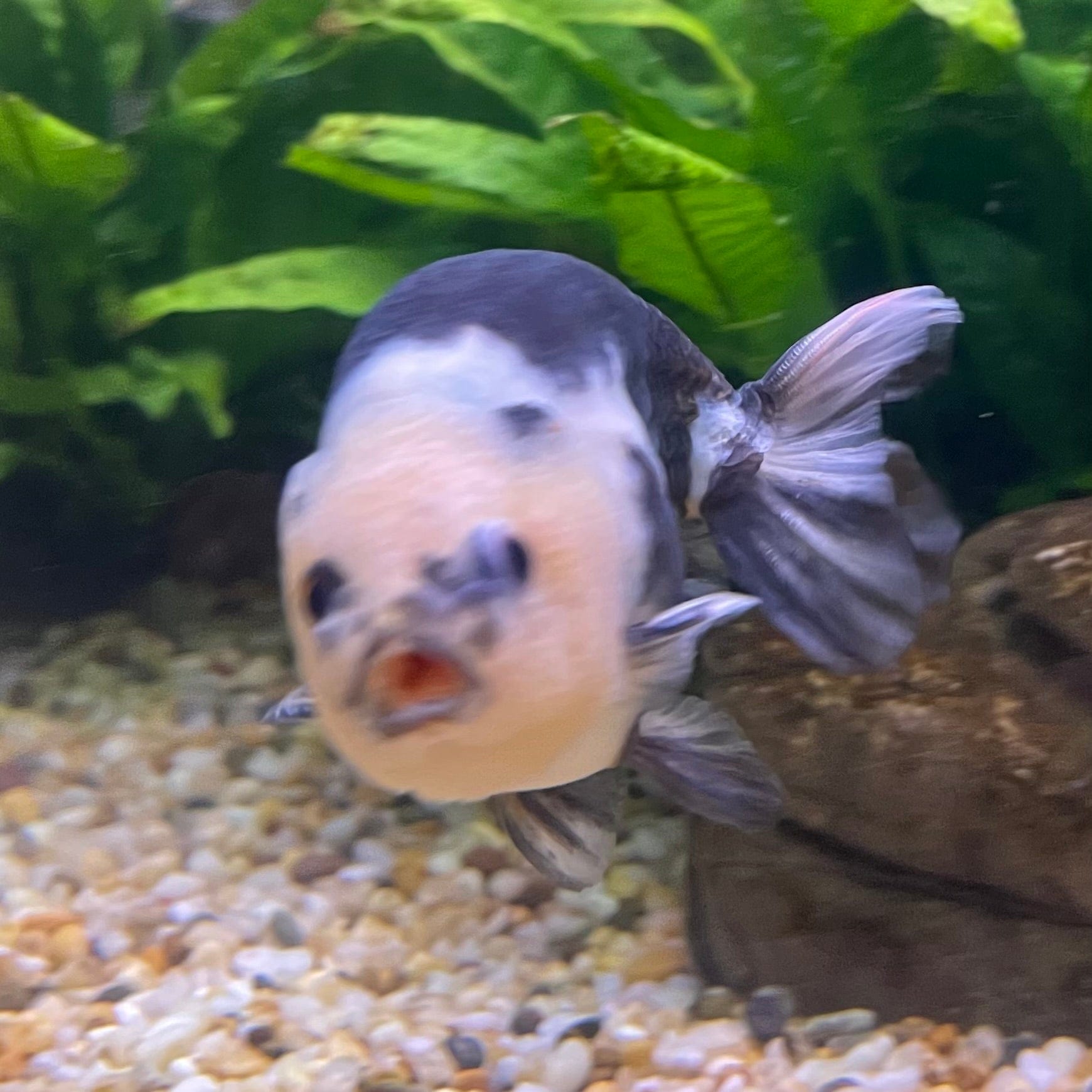 the-fish-farm Goldfish 10cm Ranchu Goldfish - Milk Cow one only - 2 Ranchu Goldfish - Milk Cow one only - 2